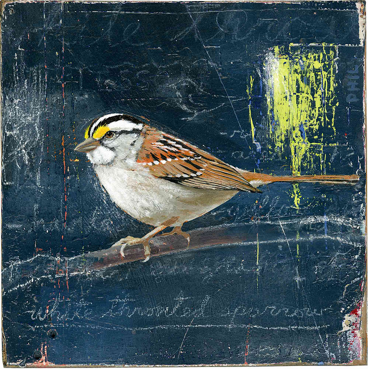 white throated sparrow